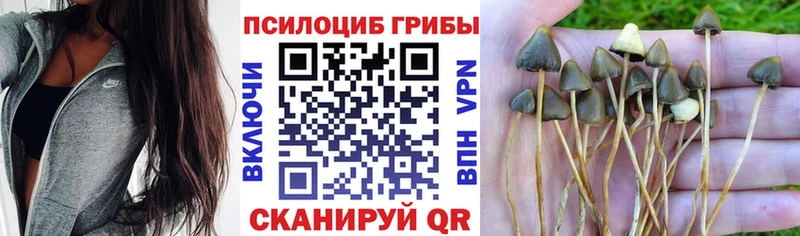 цены наркотик  Ростов-на-Дону  даркнет Telegram  Галлюциногенные грибы GOLDEN TEACHER 